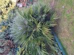 palmboom chamerops humilis, Tuin en Terras, Ophalen, Overige soorten