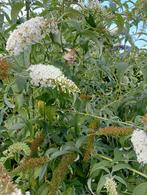 Bomen en struiken, Tuin en Terras, Planten | Bomen, Ophalen, Volle zon, Overige soorten