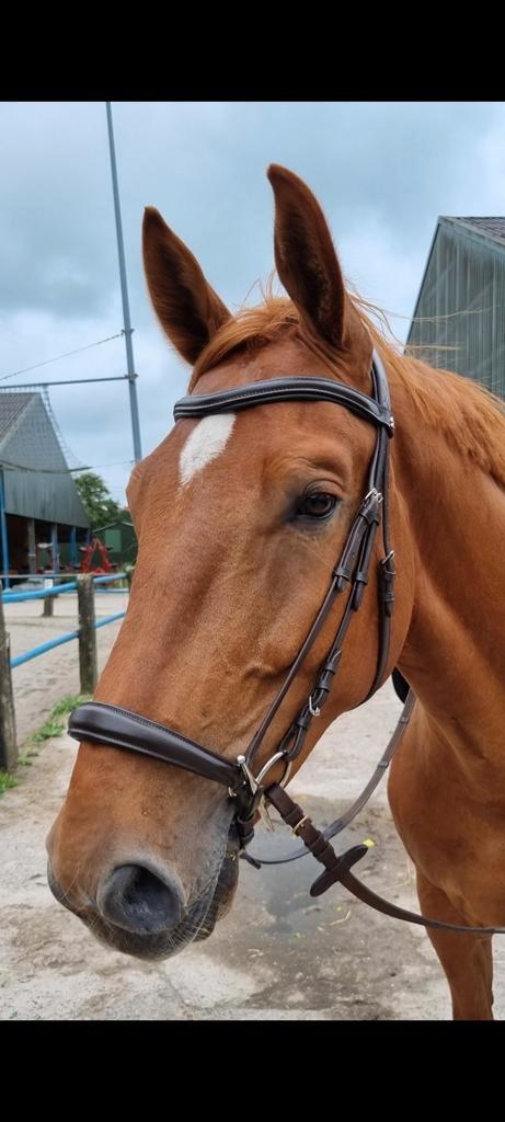 Trenshoofdstel X-Line Hannover Bruin XFull, Dieren en Toebehoren, Paarden en Pony's | Hoofdstellen en Tuigage, Zo goed als nieuw