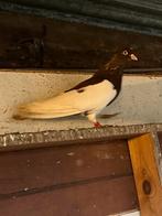 Albaneze  duiven, Dieren en Toebehoren, Vogels | Overige Vogels, Meerdere dieren