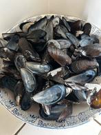 Mosselen schelp schelpen knutselen, Verzamelen, Ophalen of Verzenden, Schelp(en)