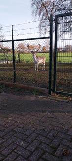 Damherten, Dieren en Toebehoren, Overige Dieren, Augustus, Meerdere dieren