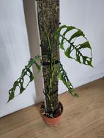 Monstera obliqua Peru op mospaal - 1m hoog, Ophalen, Overige soorten, Halfschaduw, In pot
