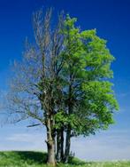 Bomendokter hovenier (boomdeskundige boomadvies), Tuin en Terras, Planten | Bomen, Ophalen of Verzenden, Volle zon, Overige soorten