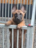 Mechelse X Hollandse Herder Pups, Dieren en Toebehoren, Honden | Herdershonden en Veedrijvers, 8 tot 15 weken, Meerdere, Meerdere dieren