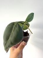 Hoya calycina, Huis en Inrichting, Bloeiende kamerplant, Ophalen of Verzenden, Overige soorten, Minder dan 100 cm