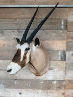 Mooi oryx halspreparaat, Ophalen, Nieuw, Wild dier, Opgezet dier