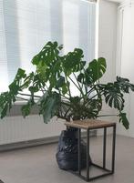 Monsera deliciosa, Huis en Inrichting, Kamerplanten, Ophalen, Overige soorten, Minder dan 100 cm