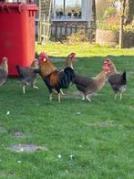 Patrijs Leghorn kippen, Dieren en Toebehoren, Pluimvee, Meerdere dieren, Kip