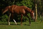 2,5 jarige solid sorrel american painthorse merrie te koop, Dieren en Toebehoren, Paarden, Merrie, Minder dan 160 cm, Gechipt
