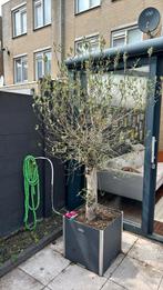 Olijfboom 2 stuks, Tuin en Terras, Planten | Bomen, Ophalen, Volle zon, Olijfboom, 100 tot 250 cm