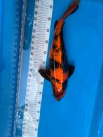 50 cm koi, Karper of Koi