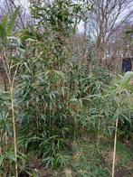 Aangeboden zeer mooie partij bamboe vaste planten., Ophalen, Bamboe, 250 cm of meer