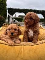 Maltipoo pups, Nederland, Overige rassen, 8 tot 15 weken, Meerdere