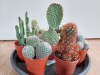 Kleine Cactussen H: 9 - 17 cm. Ø 6 cm. 3 voor € 6,-, Ophalen, Cactus, Minder dan 100 cm, Volle zon