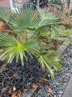 Trachycarpus wagnerianus - Windmolenpalm, Tuin en Terras, Volle zon, Ophalen of Verzenden, Minder dan 100 cm, Zomer