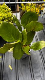 Bergenia cordifolia 'Rotblum' of Schoenlappersplant, Tuin en Terras, Vaste plant, Halfschaduw, Lente, Ophalen