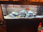 Juwel rio 240, Dieren en Toebehoren, Vissen | Aquaria en Toebehoren, Ophalen, Zo goed als nieuw, Gevuld zoetwateraquarium