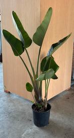 Strelitzia Nicolai 180cm, Huis en Inrichting, Kamerplanten, Ophalen, Overige soorten, In pot, 150 tot 200 cm