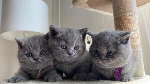 Lieve Britse Korthaar kittens – geboren op Moederdag, Dieren en Toebehoren, Katten en Kittens | Raskatten | Korthaar, Meerdere dieren