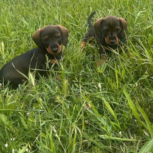 Super mooie pupys teckel laatste reutje beschikbaar!!!!, Dieren en Toebehoren, Honden | Teckels en Dashonden, Reu, Korthaar, Dwerg