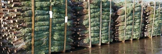 Nordmann kerstbomen Gezaagd 1.50 - 3.75 mtr. Scherpe prijzen, Tuin en Terras, Planten | Bomen, Overige soorten, 100 tot 250 cm