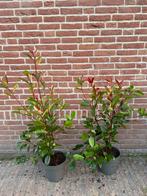 Glansmispel photinia red robin 7.5 liter, Ophalen of Verzenden, Overige soorten, 100 tot 250 cm