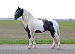Ter dekking Hugo !, Hengst