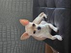 Te koop chihuahua pups, Dieren en Toebehoren, 8 tot 15 weken, Meerdere, Meerdere dieren, Chihuahua