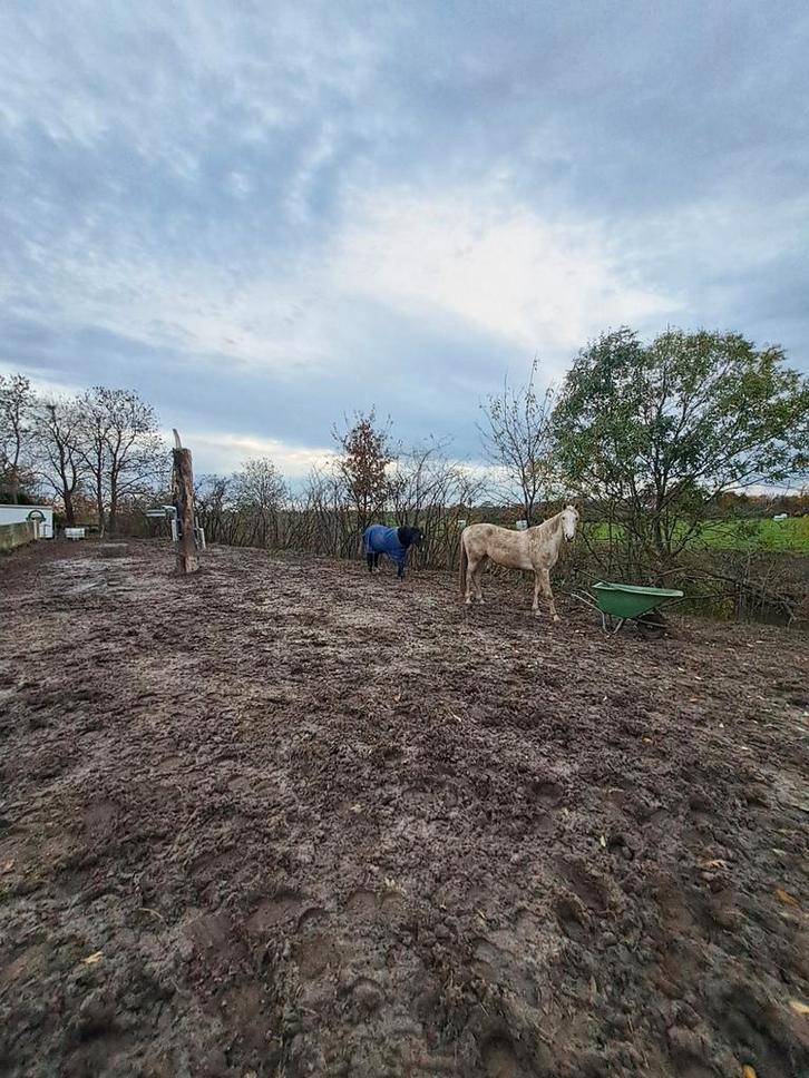 Kleinschalige Paddock Paradise Volpension – Rusthuis, Dieren en Toebehoren, Stalling en Weidegang, Stalling, 4 paarden of pony's of meer