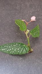 mooie stek van de Begonia Tamaya, kamperplant, Ophalen of Verzenden, Halfschaduw, Minder dan 100 cm