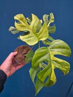 Rhaphidophora Tetrasperma Aurea p12 (3)