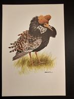 Kemphaan, Verzenden, 1980 tot heden, Zo goed als nieuw, Dier