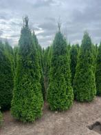 Thuja occidentalis Smaragd levensboom | haagplanten, Ophalen of Verzenden, Conifeer, 100 tot 250 cm