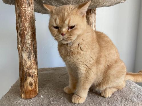 Mooie rode Britse korthaar poes, Dieren en Toebehoren, Katten en Kittens | Raskatten | Korthaar, Poes, 0 tot 2 jaar, Gechipt, Ontwormd