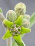 Caudex plant Raphionacme Burkei uit Angola in 23 cm schaal., Huis en Inrichting, Kamerplanten, Overige soorten, Minder dan 100 cm