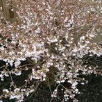 Prunus incisa Kojou no mai. Sierkers, Tuin en Terras, Ophalen, Overige soorten, Halfschaduw