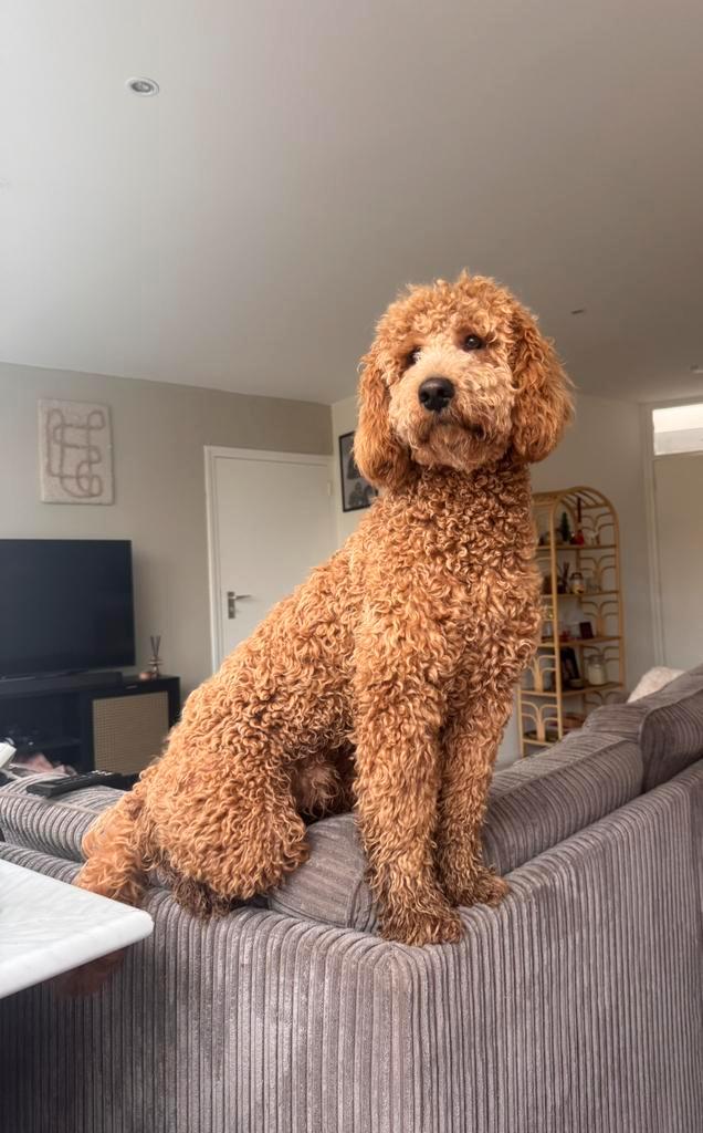 Prachtige labradoodle reu ter dekking beschikbaar, Dieren en Toebehoren, Honden | Chihuahua's en Gezelschapshonden, Reu, Overige rassen