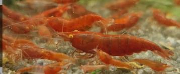 Red devil orange eyes garnaal beschikbaar voor biedingen