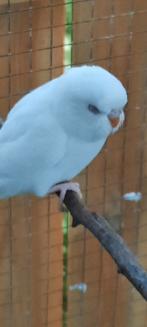 Jonge grasparkietjes, Dieren en Toebehoren, Vogels | Overige Vogels, Geslacht onbekend, Tropenvogel, Geringd