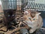 Raszuivere Britse Korthaar kittens aangeboden, Dieren en Toebehoren, Katten en Kittens | Raskatten | Korthaar, Ontwormd
