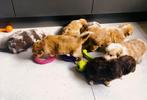 border collie x Nova scotia duck toller retrever, Dieren en Toebehoren, Overige rassen, CDV (hondenziekte), 8 tot 15 weken, Meerdere