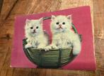 Twee witte fluffy poesjes in een mandje, Verzenden, 1980 tot heden, Ongelopen, Hond of Kat