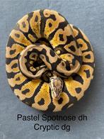 Pastel Spotnose dh Cryptic Desert Ghost man koningspython, Slang
