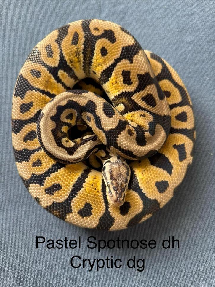 Pastel Spotnose dh Cryptic Desert Ghost man koningspython, Dieren en Toebehoren, Reptielen en Amfibieën, Slang