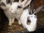 3 tamme dwergkonijnen, Dieren en Toebehoren, Konijnen, Vrouwelijk, Dwerg