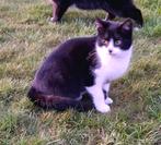 Boerderij Katertje. Half jaar oud, Kater