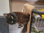 Goed huis gezocht voor 1 Britse langhaar kater, Dieren en Toebehoren, Katten en Kittens | Raskatten | Langhaar, Kater