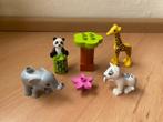 Duplo, babydieren: olifant giraffe tijger panda, set 10904, Ophalen of Verzenden, Gebruikt, Complete set, Duplo