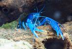Blauwe florida kreeft, Dieren en Toebehoren, Vissen | Aquariumvissen, Vis